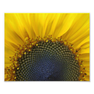 Impression Photo Tournesol Macro