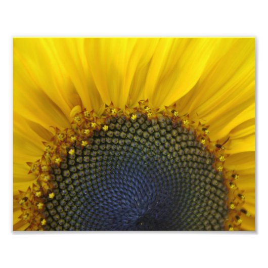 Impression Photo Tournesol Macro (Devant)
