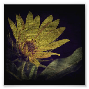 Impression Photo Tournesol sauvage