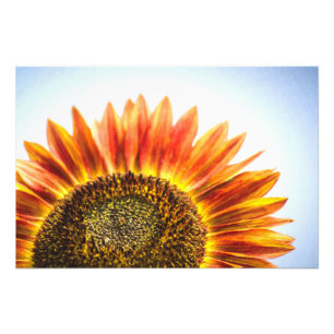 Impression Photo Tournesol se levant