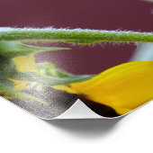 Impression Photo Tournesol sur mon patio (Coin)