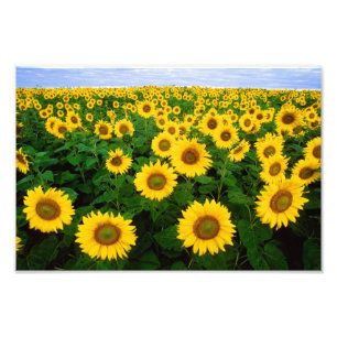 Impression Photo Tournesols dans Fargo, le Dakota du Nord