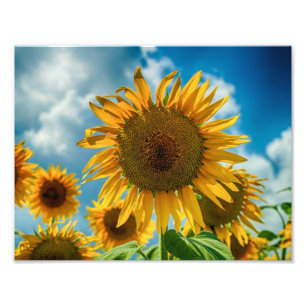 Impression Photo Tournesols de la Toscane
