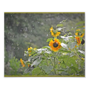Impression Photo Tournesols sous pluie estivale