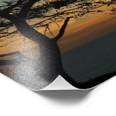 Impression Photo Tourrey Pine Sunset I California Paysage (Coin)