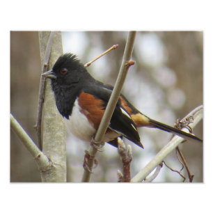 Impression Photo Towhee oriental