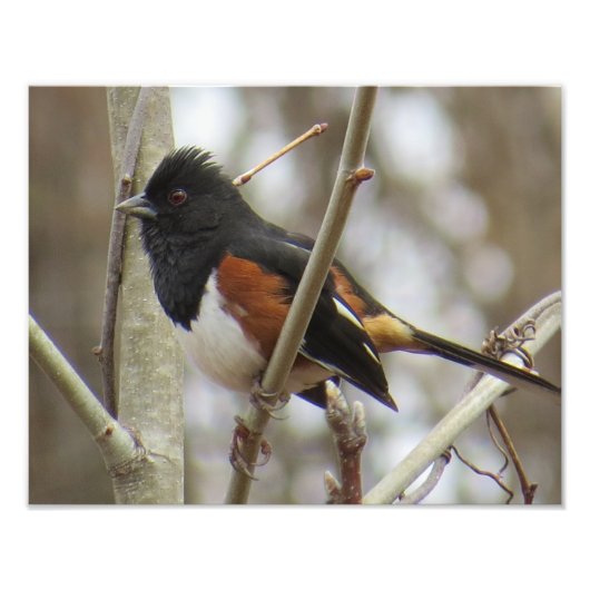 Impression Photo Towhee orientale (Devant)