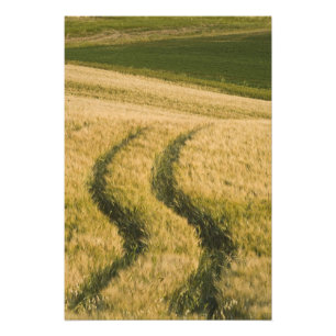 Impression Photo Traces de tracteurs à travers le blé, Toscane, Ita
