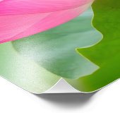 Impression Photo Tranquillité : Fleur de Lotus rose en fleur (Coin)