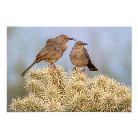 Impression Photo Trashers à bec courbé sur Cholla (Arizona) (Devant)