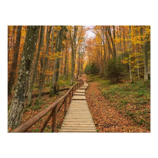 Impression Photo Traverser la forêt d'automne. (Devant)