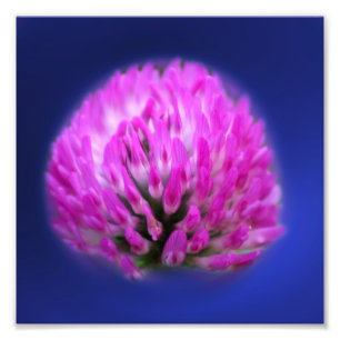 Impression Photo Trèfle Rouge Fleur Sauvage 8x8