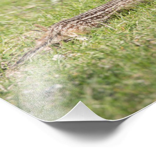 Impression Photo Treize écureuils terrestres à nappes (Coin)