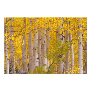 Impression Photo Trembles d'automne dans le col de Kebler au Colora