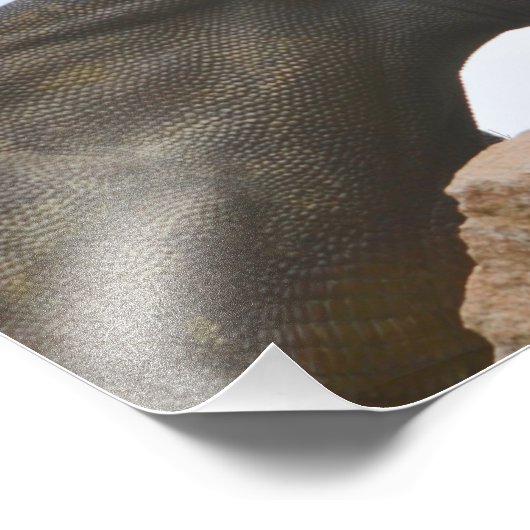 Impression Photo Tricératops Dinosaur (Coin)