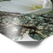 Impression Photo Trio de fleurs de tulipes blanches (Coin)