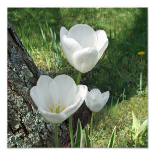 Impression Photo Trio de fleurs de tulipes blanches