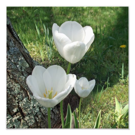 Impression Photo Trio de fleurs de tulipes blanches (Devant)