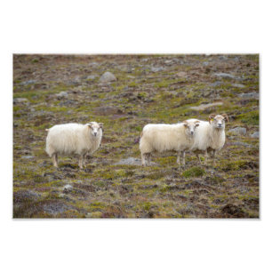 Impression Photo Trio des moutons, Islande