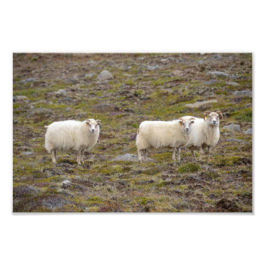 Impression Photo Trio des moutons, Islande (Devant)