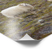 Impression Photo Trio des moutons, Islande (Coin)