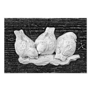 Impression Photo Trio d'oiseaux