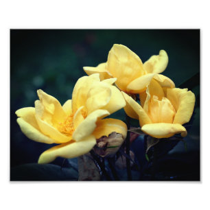 Impression Photo Trio rose jaune 8x10