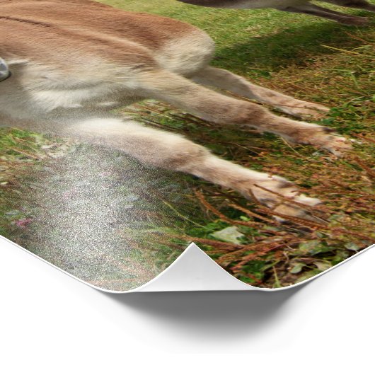 Impression Photo Trois ânes (Coin)