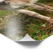 Impression Photo Trois ânes (Coin)