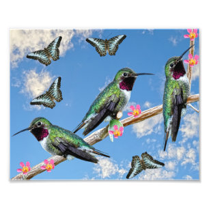Impression Photo Trois colibris perchés sur une branche Floss Silt