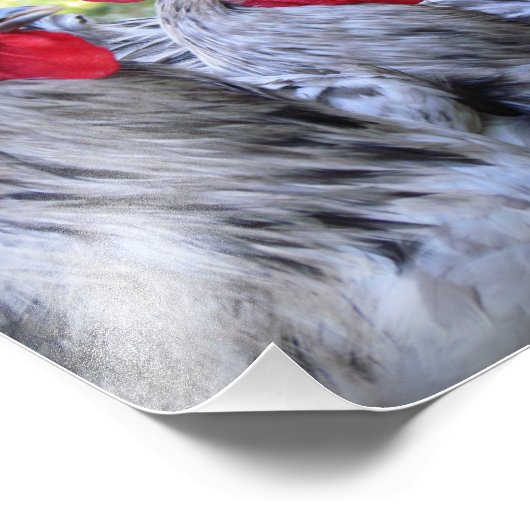 Impression Photo Trois coq (Coin)