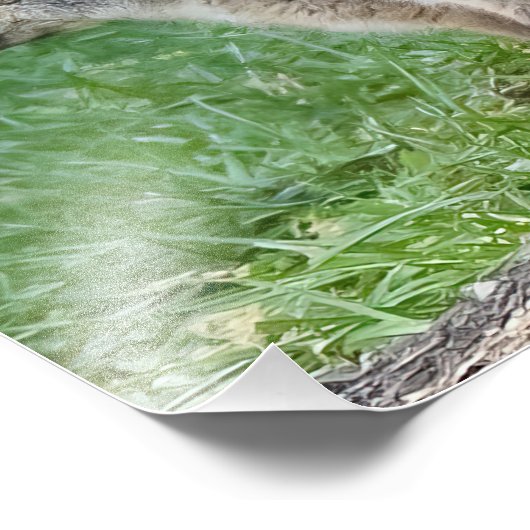 Impression Photo Trois Kits Fox (Coin)