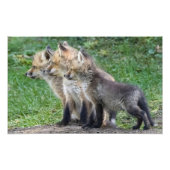Impression Photo Trois Kits Fox (Devant)
