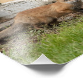 Impression Photo Trois Kits Fox (Coin)