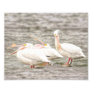 Impression Photo Trois pélicans pêchent ensemble