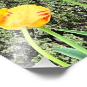 Impression Photo Trois Tulipes Jaunes / (Coin)