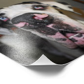Impression Photo Trompette de chien (Coin)