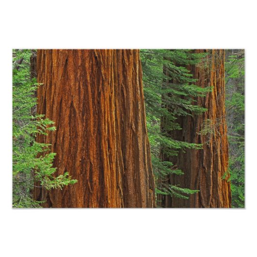 Impression Photo troncs de Séquoia géant en forêt, Yosemite (Devant)
