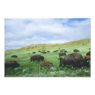 Impression Photo Troupeau de bisons broutant l'herbe de la prairie