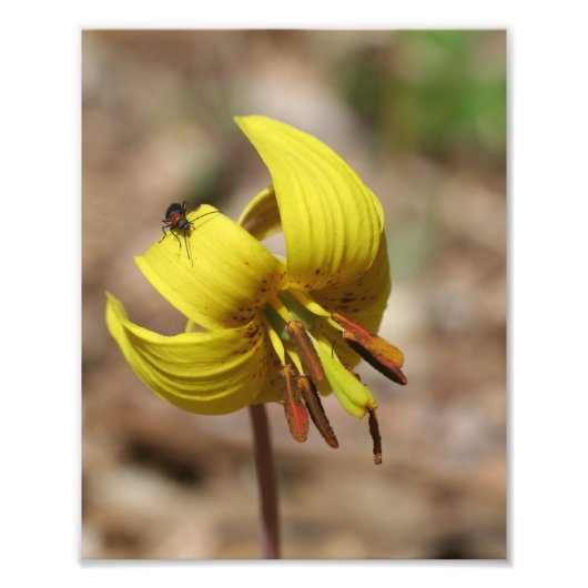 Impression Photo Truite Sauvage Fleur Lily Et Friend Firefly 8x10 (Devant)