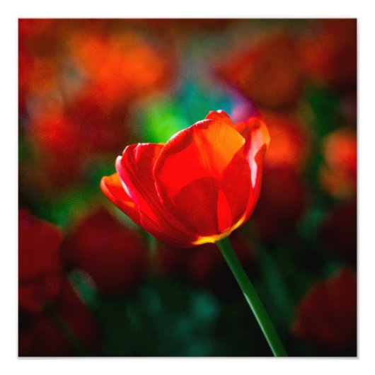 Impression Photo Tuliforme rouge (Devant)