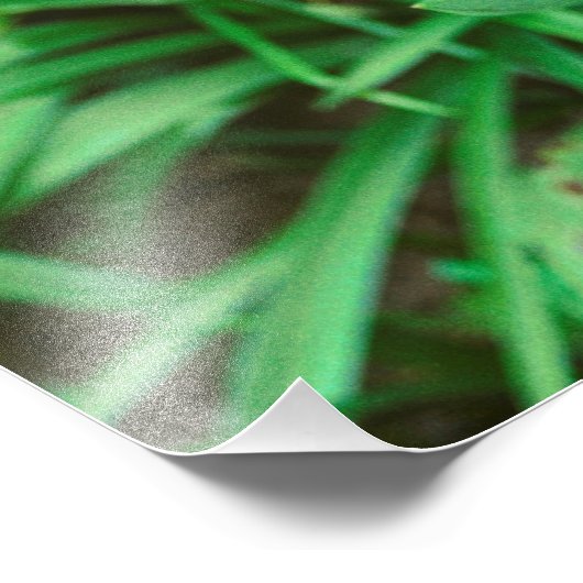 Impression Photo Tuliforme rouge (Coin)