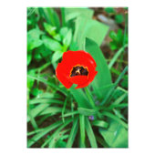 Impression Photo Tuliforme rouge (Devant)
