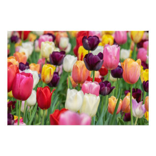 Impression Photo Tulip Fleurs de printemps Jardin Floral Jaune rose