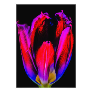 Impression Photo Tulipe de Neon Glow