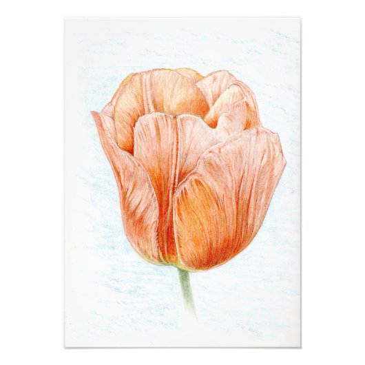 Impression Photo Tulipe en pêche (Devant)