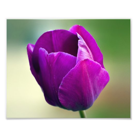 Impression Photo Tulipe pourpre (Devant)