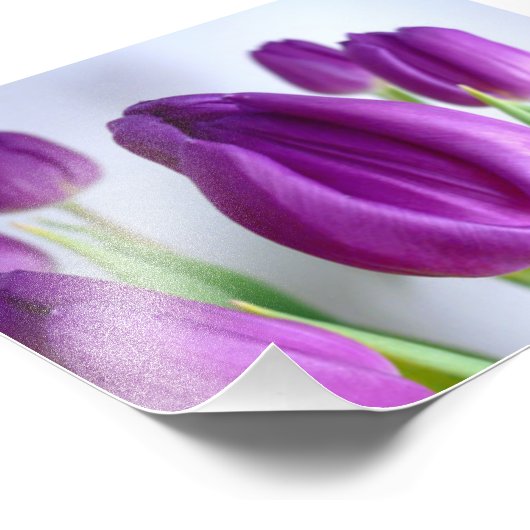 Impression Photo Tulipe pourpre (Coin)