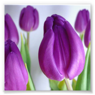 Impression Photo Tulipe pourpre