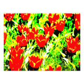 Impression Photo Tulipes (Devant)